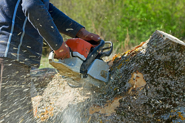 Best Tree and Shrub Care  in Greenvle, IL